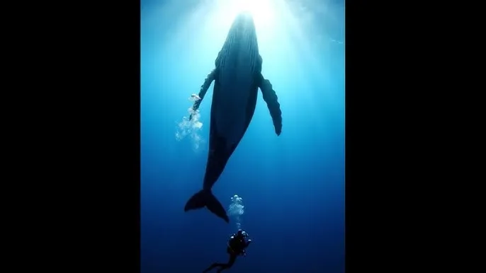 善良的小峓子完整视频 - 深蓝星球：探索海洋深处的未知世界